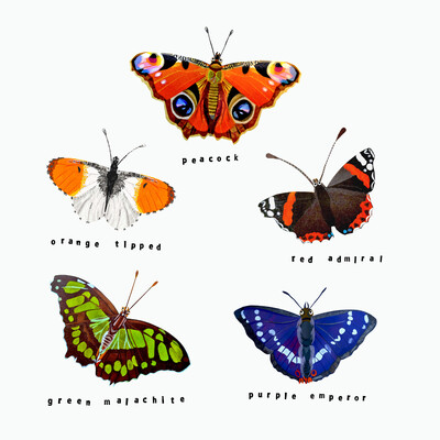 A collaged image of five colourful butterflies on a white background.