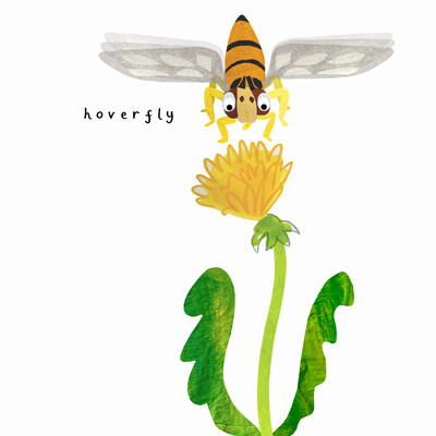A collaged image of a hoverfly and a dandelion on a white background.
