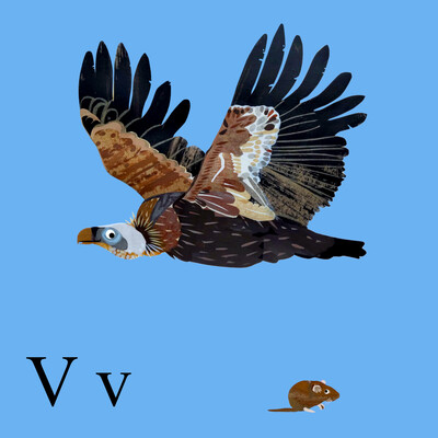 A collaged image of a vulture flying above a tiny vole on a light blue background.
