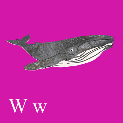 A collaged image of a whale on a dark pink background.